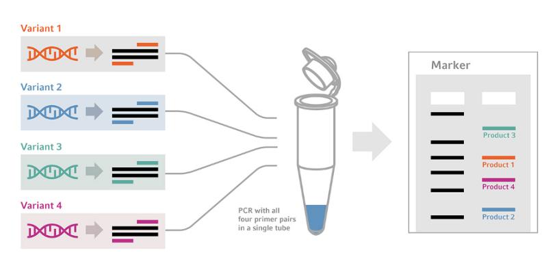 Multiplex PCR:n yleiskatsaus