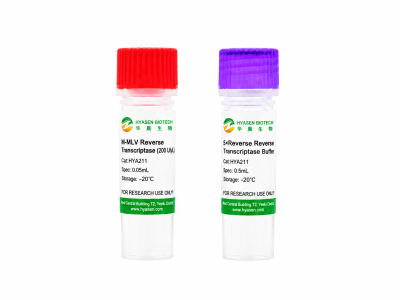 M-MLV Reverse Transcriptase - HYA211