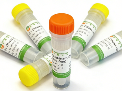 Recombinant DNase I for RNA preparation and DNA residue removal