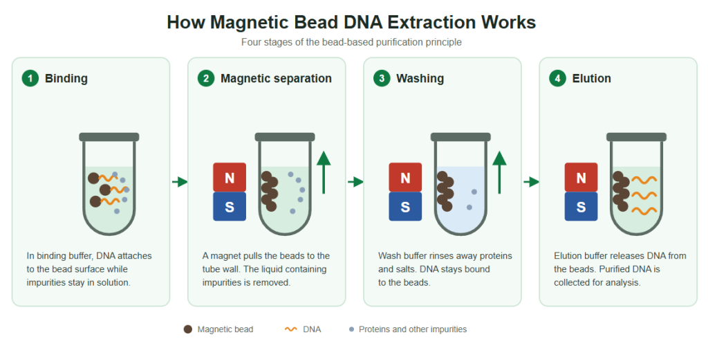 Principle of magnetic bead DNA extraction: binding, magnetic separation, washing and elution